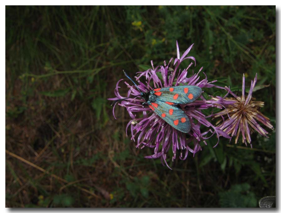 Zygaena transalpina